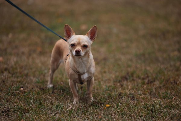 ¿Qué papel juega el análisis de datos en la optimización de la cadena de suministro?